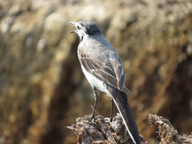 野生の自然を背景に鳥