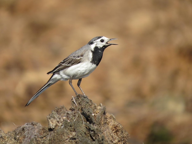 Bird on the background