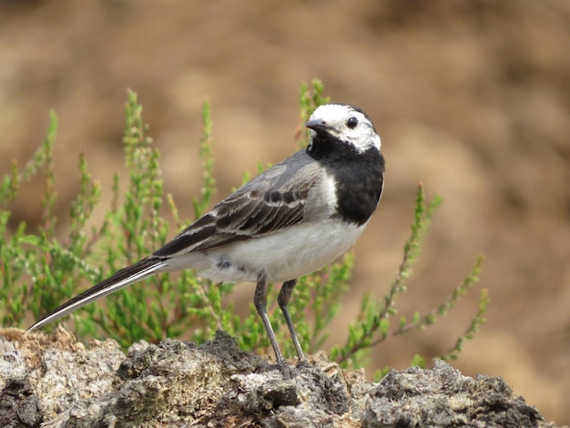 Bird on the background