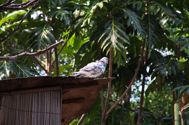 L'uccello nello zoo di bali, indonesia