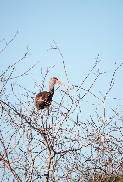 Bird on bare tree against clear sky