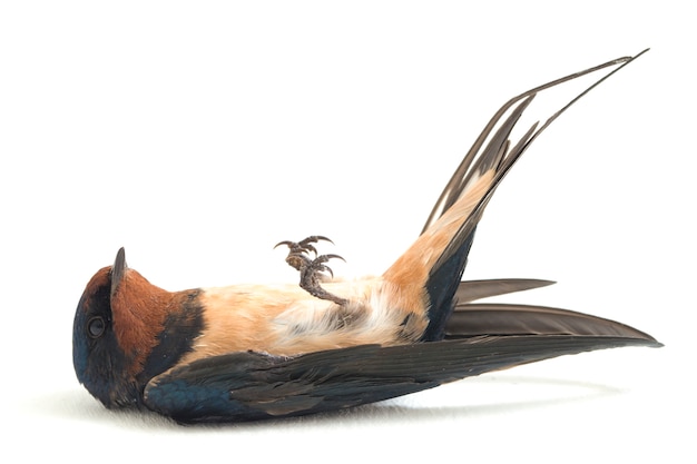 Photo bird barn swallow swift on a white background