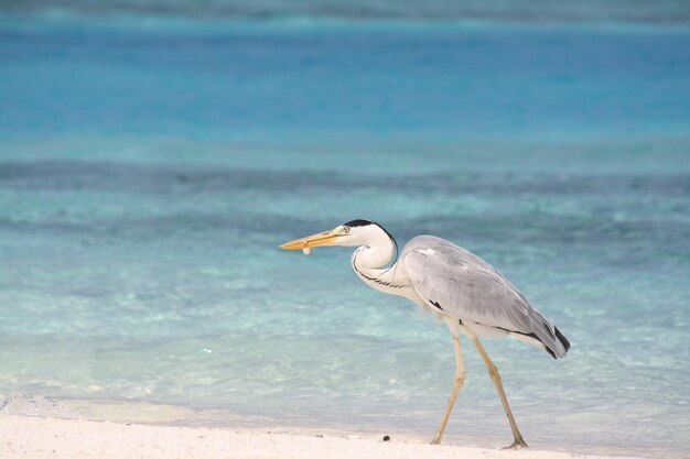 Photo bird on beach