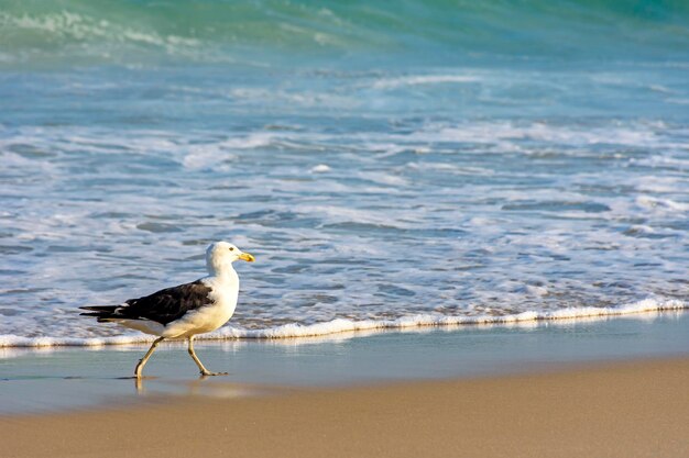 Bird on beach