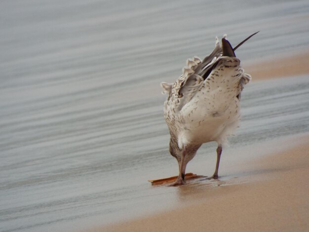 浜辺の鳥