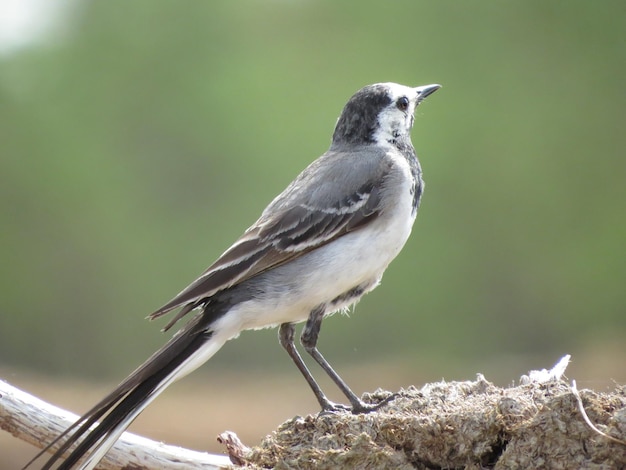 Bird on a beautiful background in a charming place