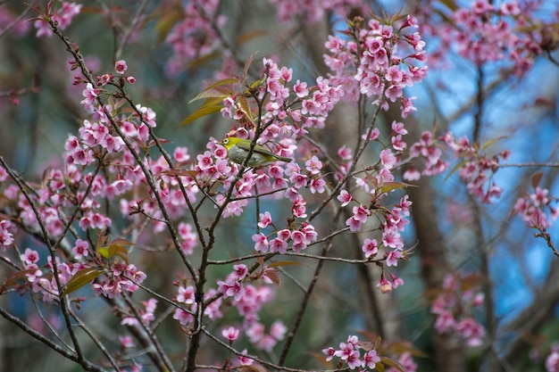 Bird on beautiful cherry blossoms