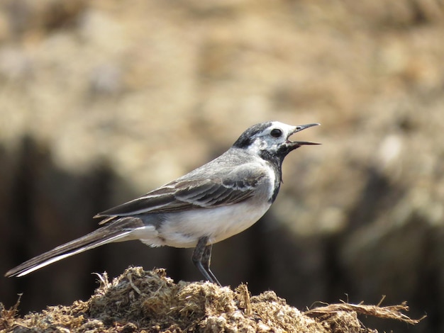 Bird and beautiful nature