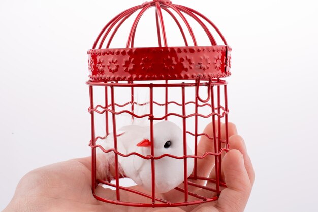 Bird in a birdcage