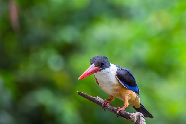 Photo bird (black-capped kingfisher, halcyon pileata) purple-blue wings and back, black head