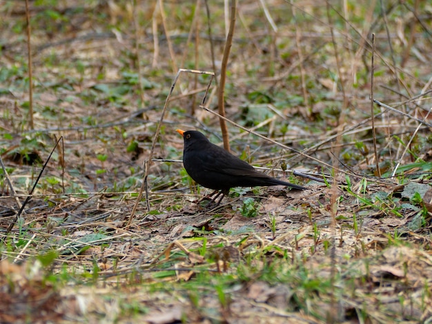 Un uccello un merlo con un becco arancione cammina attraverso la foresta primaverile in cerca di cibo