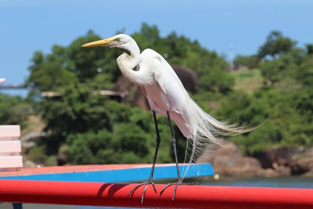 Photo bird on boat