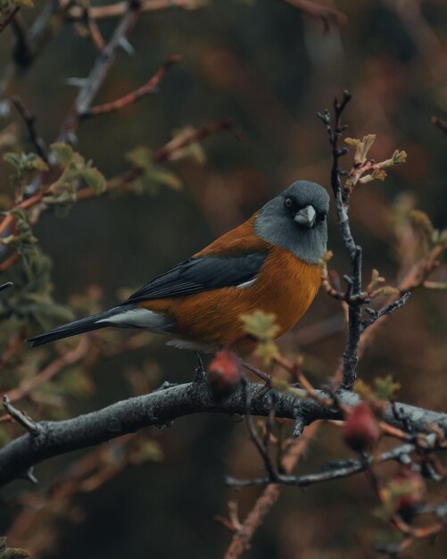 鳥の豊かさ