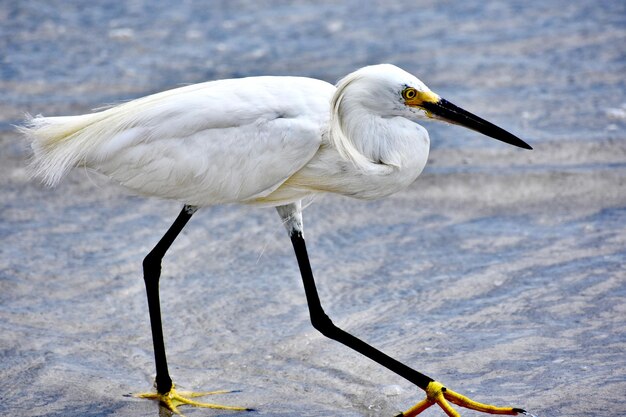 Photo bird on bradenton beach