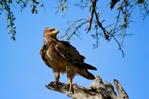 Bird on branch against clear blue sky