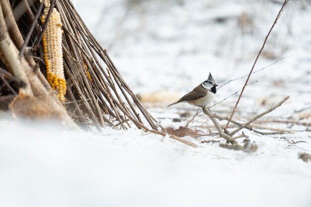 Bird in the branch. Beautiful blue-grey songbird. Songbird in the nature habitat. Cute crested tit in winter scene. Crested tit on log, found in the pine forests