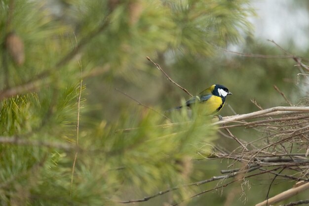분기에 새입니다. 봄을 기다리는 겨울에 나무 가지에 있는 아름다운 파루스 또는 팃마우스 새. 자연 서식지에 있는 송버드.