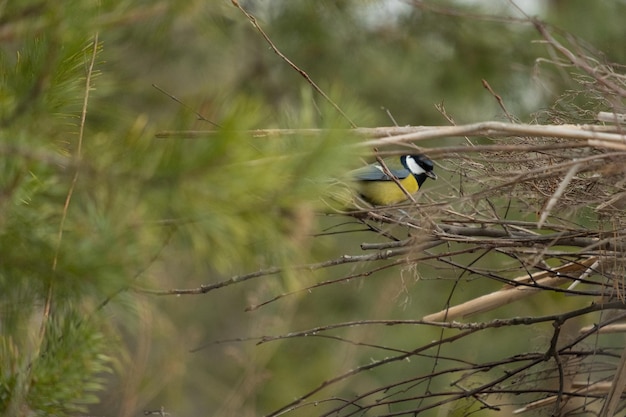 Bird in the branch. Beautiful parus or titmouse bird on the branch of a tree, in winter waiting for spring. Songbird in the nature habitat.