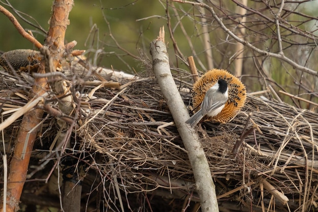 枝の鳥。春を待っている冬に、木の枝に美しいカラ類またはエボシガラ。自然の生息地の鳴き鳥。