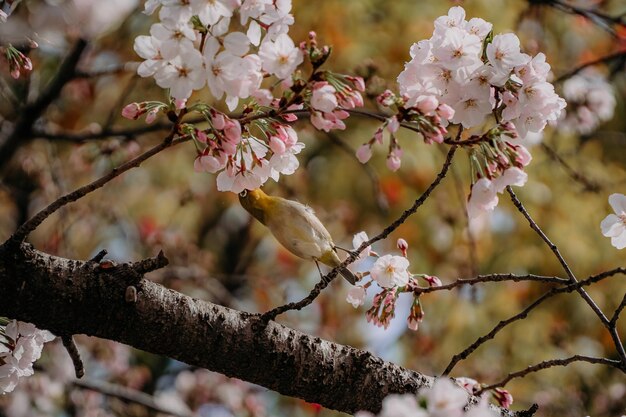 桜の木の枝にとまる鳥