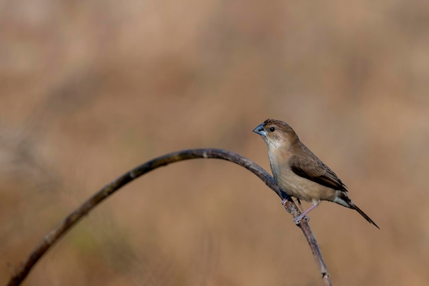 птица на ветке, Индийский серебристый клюв или муния с белым горлом - маленькая воробьиная птица