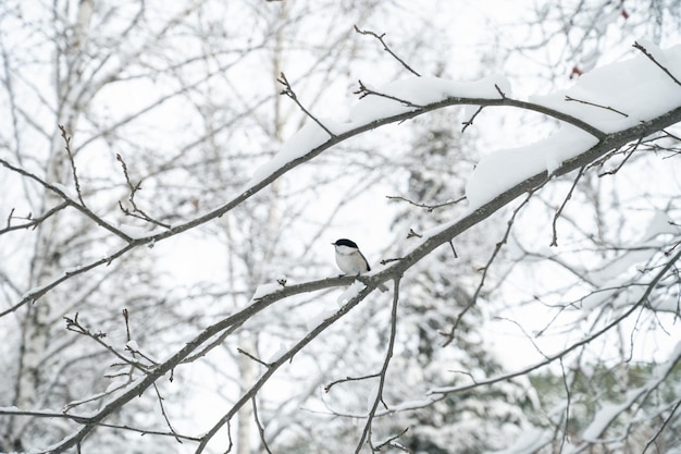 冬の森の枝に鳥