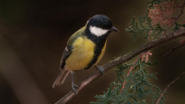 Bird on a branch