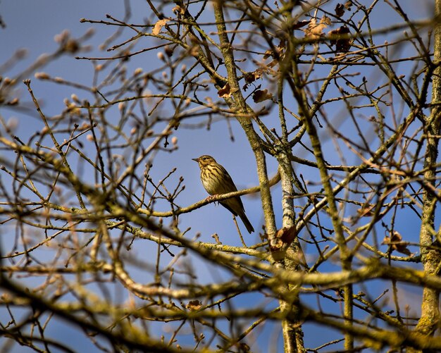 bird on a branch