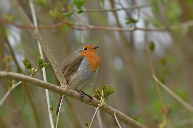 A bird on a branch