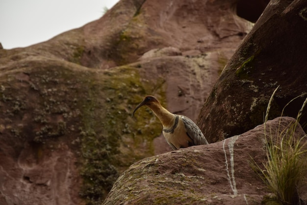 ハユの門の近くの茶色の岩の上の鳥マーク神の門ペルーWILLKAUTAHAYUMARKAGATEプノペルー
