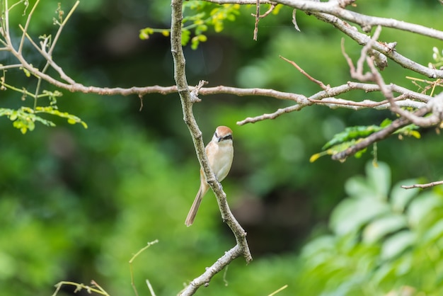 Bird (bruine klauwier, Lanius cristatus) voornamelijk bruin op de bovenste delen en de staart