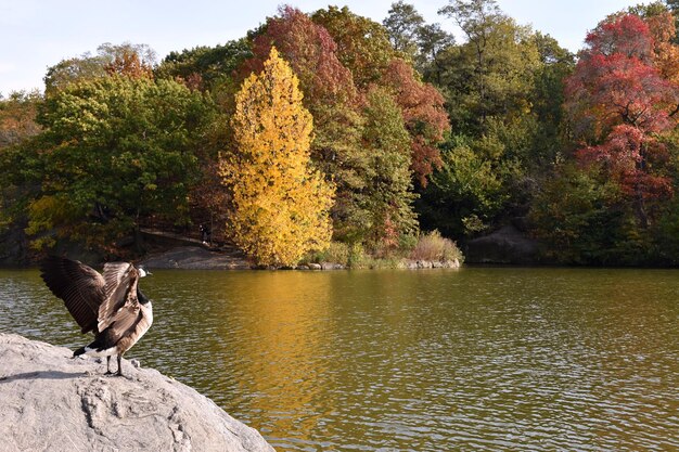 Foto uccelli al lago contro gli alberi durante l'autunno