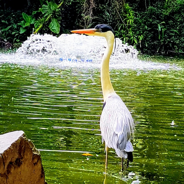 Bird by lake