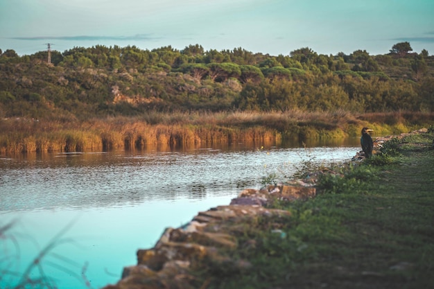 Bird by river