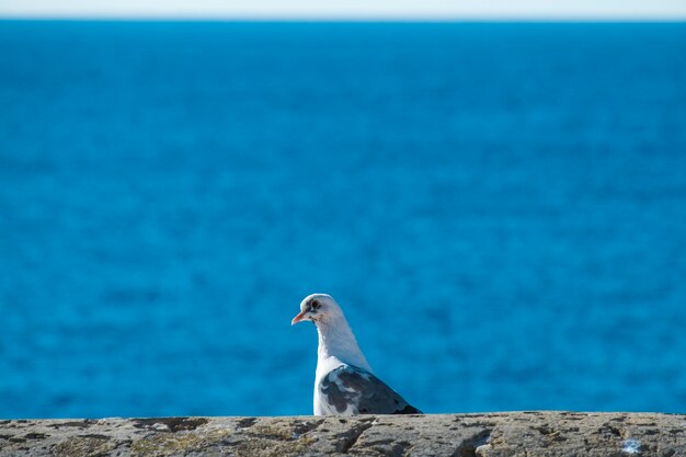 Bird by rock against sea