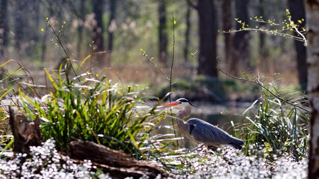 Photo bird by water