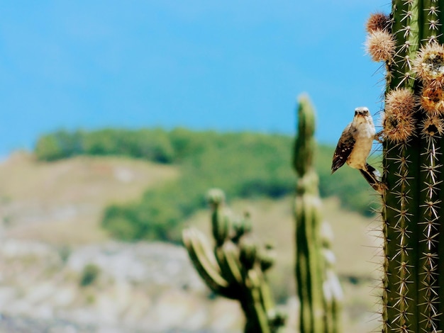 Foto uccello nel cactus