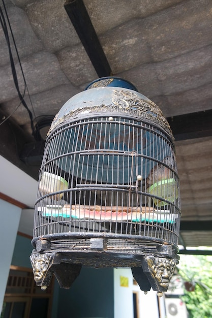 Bird in cage in summer day