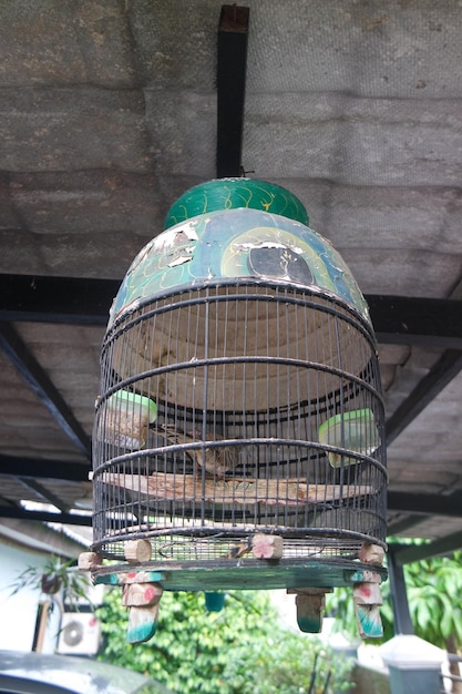 Bird in cage in summer day