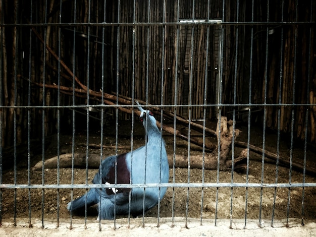 Photo bird in cage at zoo