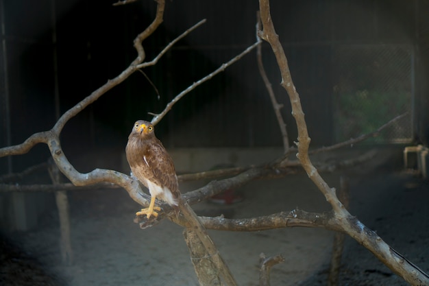 bird in cage