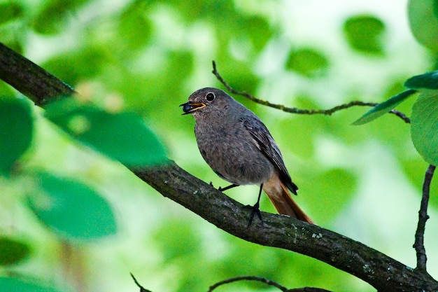 枝 に 座っ て 種 を くちばし で 運ぶ 鳥
