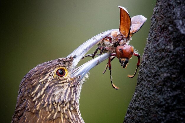 Photo bird caught its food...