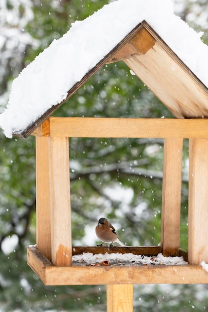 Птичий зяблик fringilla coelebs ест корм для птиц зимой в кормушке
