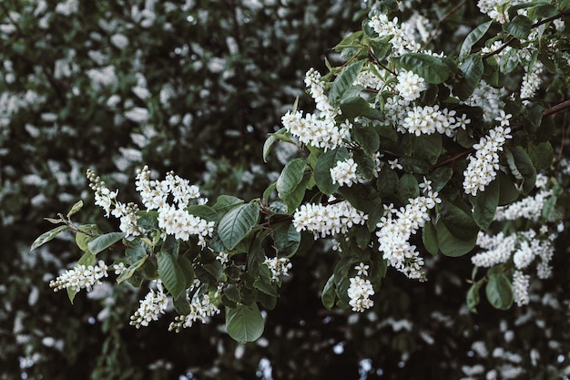 Uccello cherry bloom flowers. primavera di uccello-ciliegio