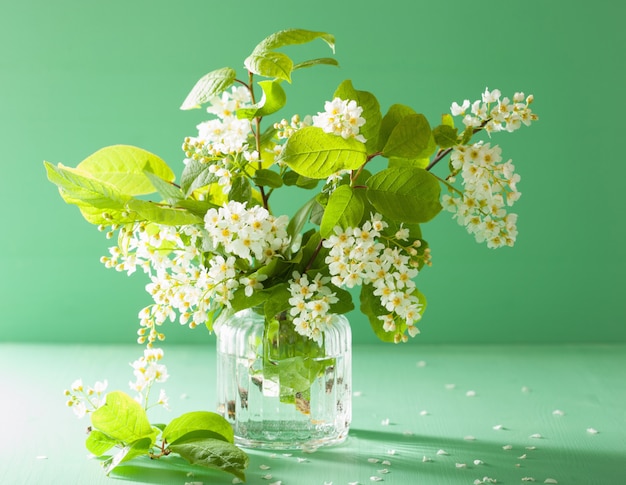 Bird-cherry blossom in vase over green background