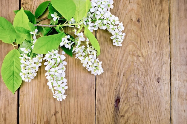 Bird cherry blossoming on board