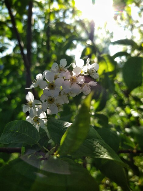 bird cherry blossoms