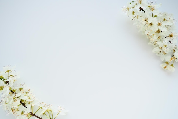 Bird cherry cherry o fiori di ciliegio dolce su sfondo bianco copia spazio per il testo fiori primaverili su un semplice foglio di carta bianco due rami con fiori lungo i bordi in diagonale