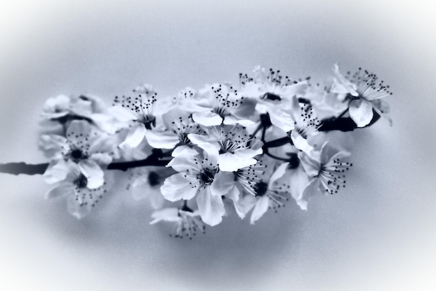 Bird cherry cherry or sweet cherry flowers on a white background Spring flowers on a plain white sheet of paper One branch with many flowers Monochrome black and white photo with white vignette